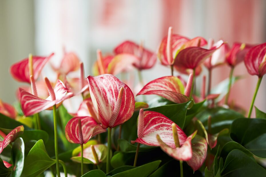 Anthurium Livium-foto Anthura