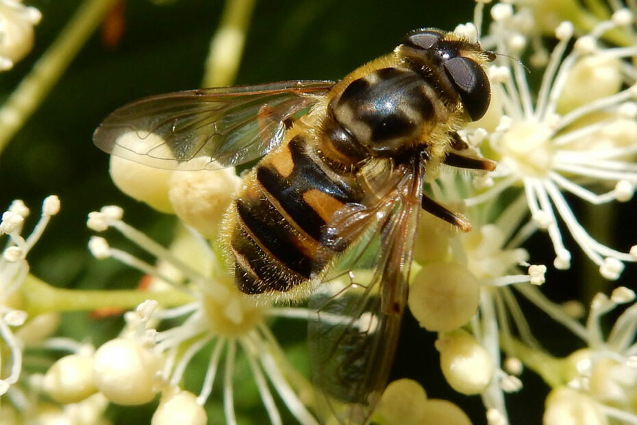 bij biodiversiteit Anthura